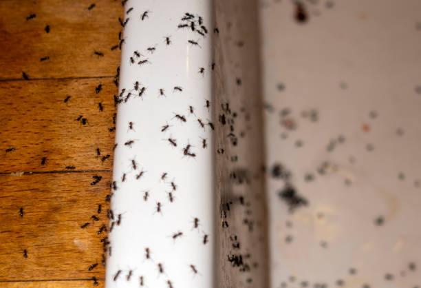 Insect Control in Essex Fells, NJ