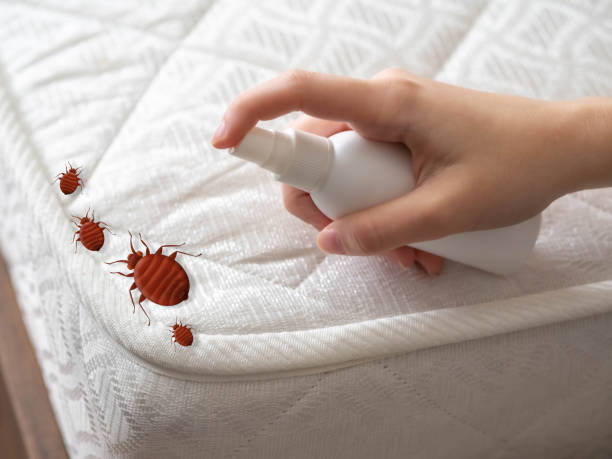 Best Spider Control Near Me  in Essex Fells, NJ